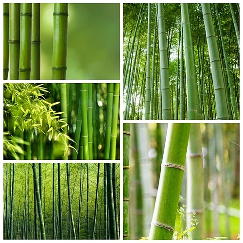 لکه های مرحله آب و هوایی سازمان ملل متحد بامبو چینی - و خریداران جهانی توجه می کنند